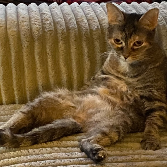 Meet your Posher, Tricia - Picture 1 of 1